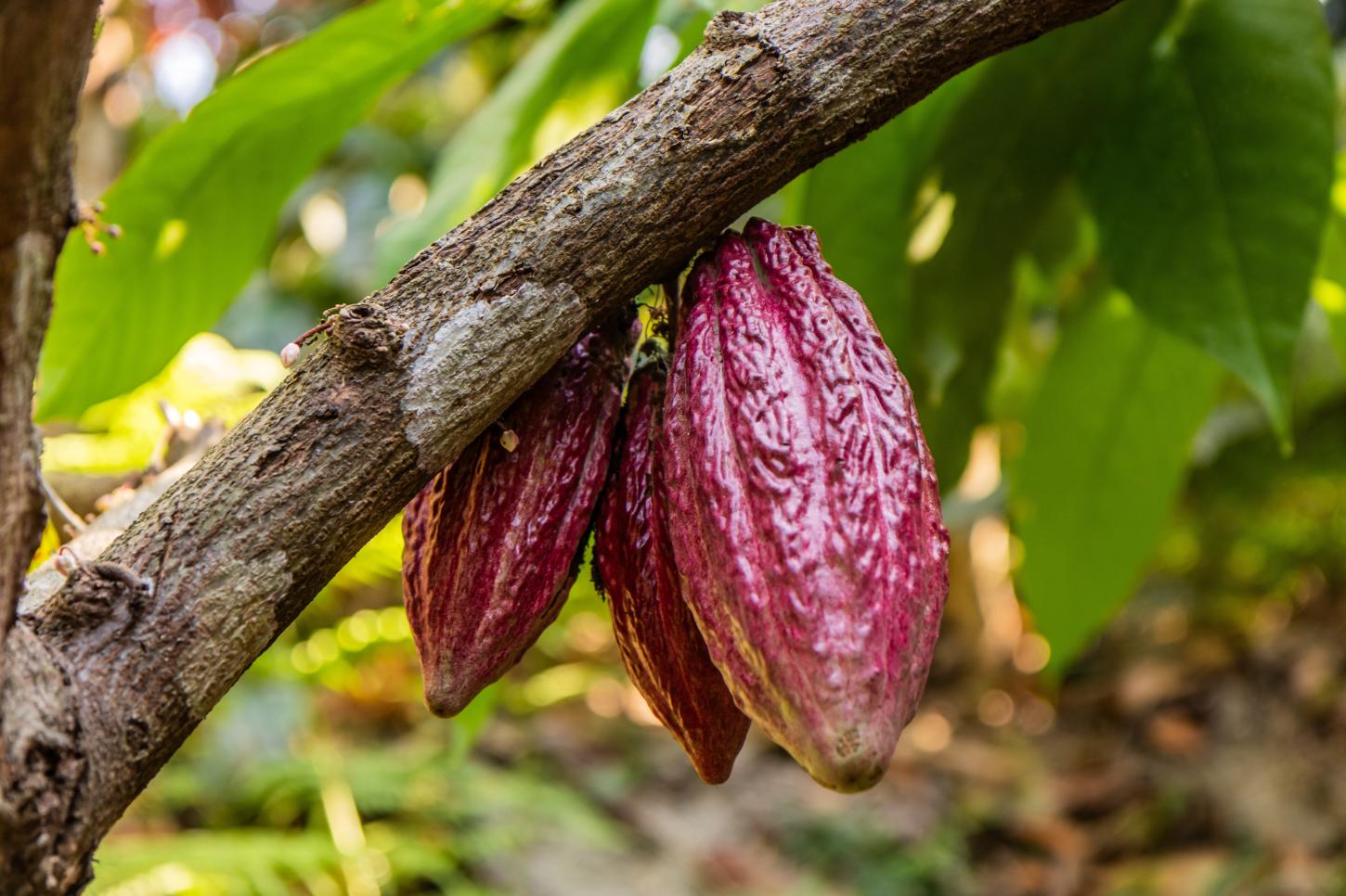 Senado aprova projeto com percentual mínimo de cacau para chocolates fabricados no Brasil