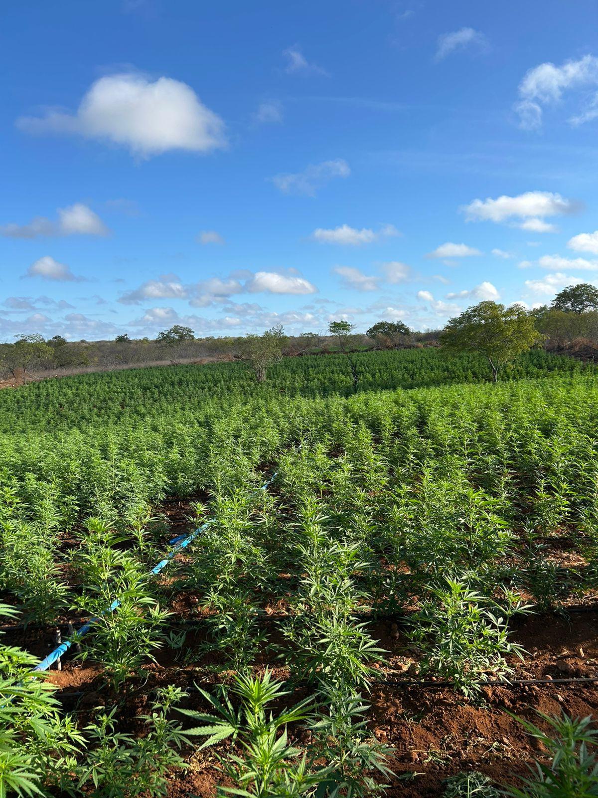 Forças Estadual e Federal localizam 200 mil pés de maconha durante a Operação Nordeste Integrado