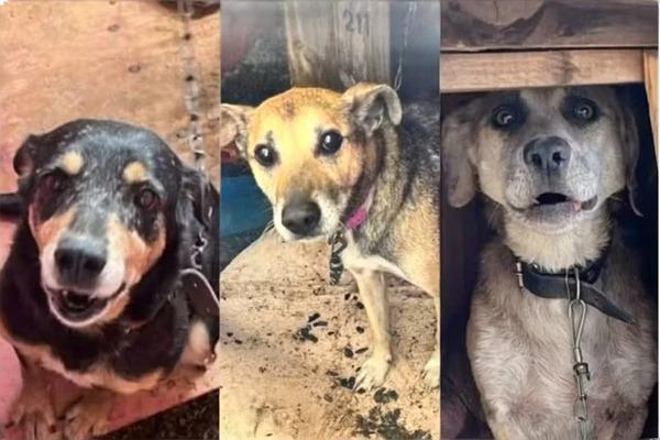 Polícia investiga servidora que recolhia animais de rua, pedia doações via Pix e praticava eutanásia nos animais