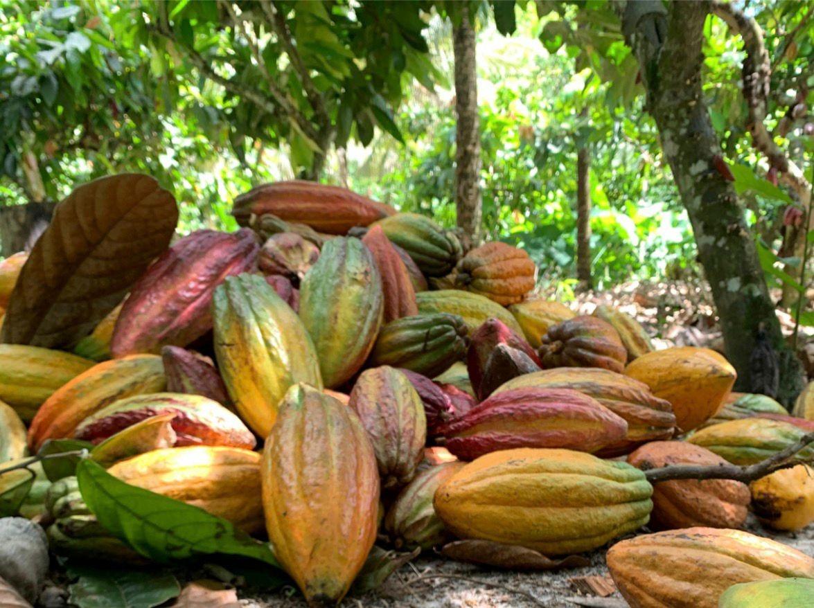 Brasil suspende temporariamente importação de cacau da Costa do Marfim por risco fitossanitário