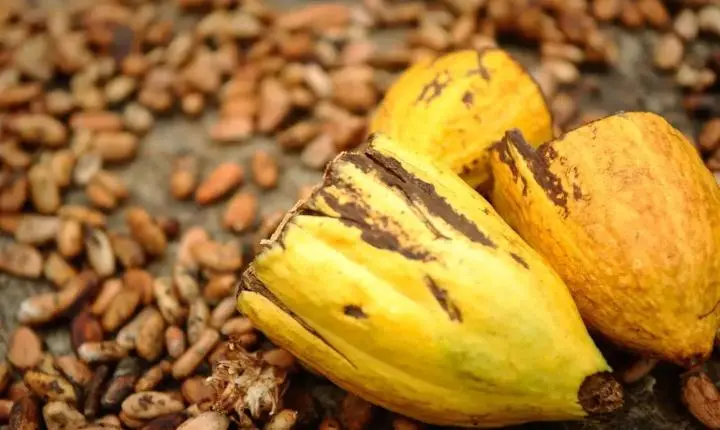 Vitória da Cacauicultura: Câmara reage e reforça proteção ao cacau brasileiro
